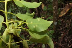 Pariaconus ohiacola