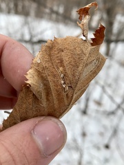 Phyllonorycter obscuricostella
