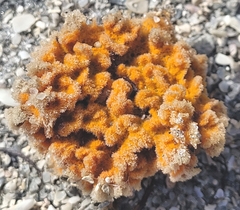 Clathria prolifera