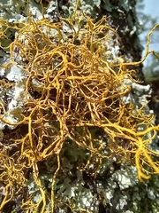 Teloschistes flavicans