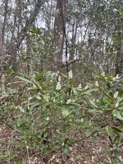 Cliftonia monophylla