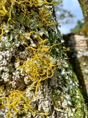 Teloschistes flavicans