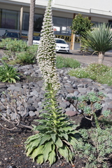 Echium simplex