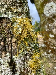 Teloschistes flavicans