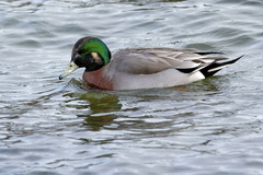 Anas platyrhynchos × Mareca americana