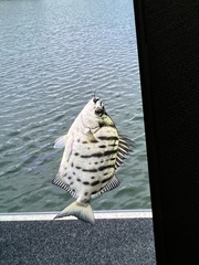 Selenotoca multifasciata