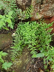 Cheilanthes viridis