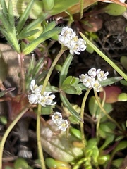 Lepidium nitidum