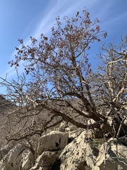 Pistacia eurycarpa