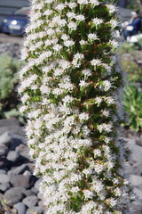 Echium simplex