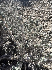 Artemisia spinescens