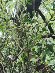 Viscum rotundifolium