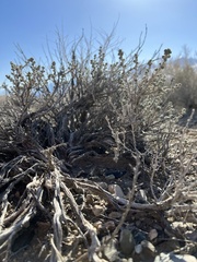 Artemisia spinescens