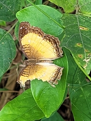 Junonia