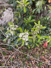 Photinia