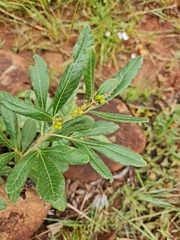 Searsia discolor