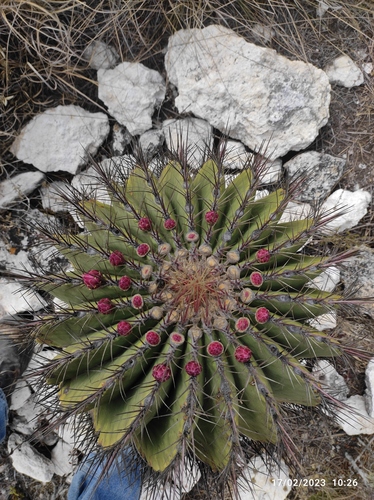 Mexican fruit cactus (Ferocactus haematacanthus)