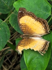 Junonia