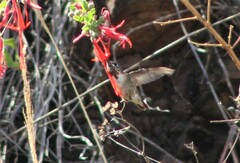 Selasphorus calliope