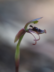 Chiloglottis curviclavia