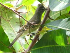 Elaenia flavogaster