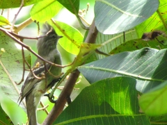 Elaenia flavogaster