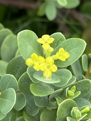 Wikstroemia uva-ursi