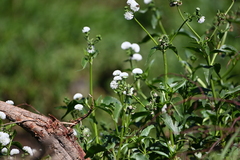Gymnocoronis spilanthoides