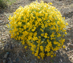 Psilostrophe cooperi