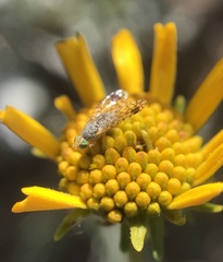 Euarestoides acutangulus