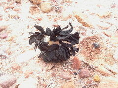 Montagnea arenaria