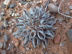 Oenothera primiveris