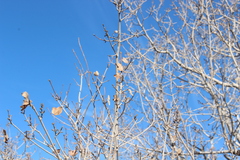 Acer monspessulanum
