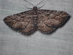 Chrysolarentia severata