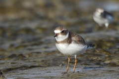 Charadrius semipalmatus