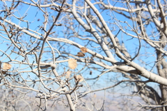 Acer monspessulanum