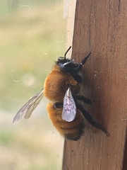 Bombus dahlbomii