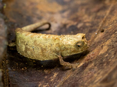 Brookesia tuberculata