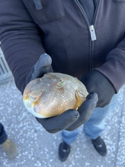 Sphoeroides maculatus