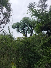Cussonia paniculata