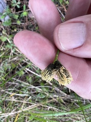 Fuirena scirpoidea