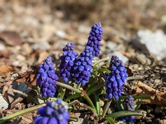 Muscari armeniacum