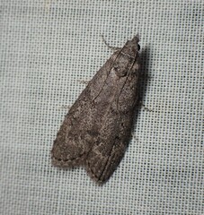 Heteromicta pachytera