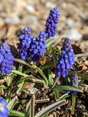Muscari armeniacum
