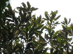 Ocotea sericea