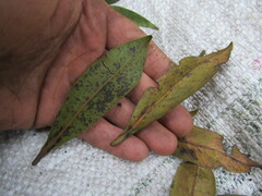 Ocotea sericea