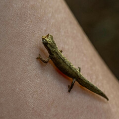 Brookesia tuberculata