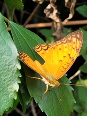 Phalanta