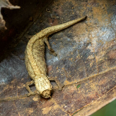 Brookesia tuberculata