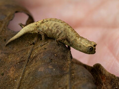 Brookesia tuberculata